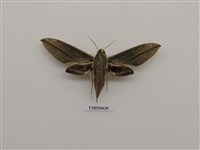 藏品(泛綠背線天蛾)的圖片